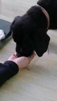 Human hands with treats and cute little puppy dachshund. The process of basic dog training with aiming method, pet learns to sit, stay and lie commands following piece of food video