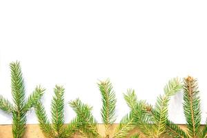 Evergreen branches arranged on a simple background for seasonal decoration in a cozy indoor setting photo
