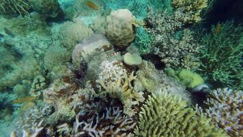 A coral reef with many different types of fish video