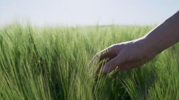 Slow Motion Close Up of Woman s Hand Touching Green Wheat in Bulgarian Field During Spring Gentle Connection with Nature in Countryside Landscape video