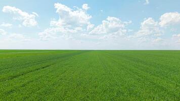 Blue Sky and Green Landscape Background Drone Flying Over Wheat Field in Bulgaria video