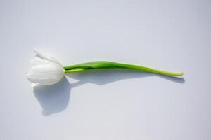 A single white tulip lies elegantly on a light background, highlighting its graceful form and simplicity captured in gentle light photo