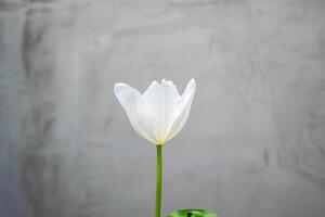 Delicate white tulip stands tall, showcasing its elegance against a textured grey wall in a calm environment photo