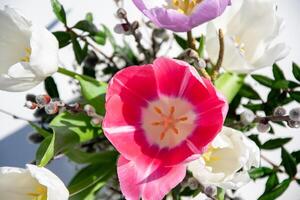 A vibrant arrangement of pink and white tulips along with blooming spring flowers showcases bright colors in sunlight photo