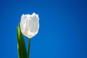 A single white tulip stands tall with green leaves, illuminated by bright sunlight under a vibrant blue sky during springtime photo