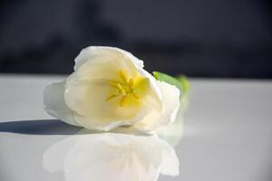 A white tulip rests on a glossy surface, catching sunlight that highlights its vibrant yellow stamen and soft petals photo