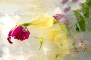 Delicate flower petals in various shades of pink and yellow are encapsulated in ice, creating a stunning visual of nature's beauty preserved in a chilly form photo