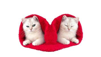 Two identical white cats lie in a red terry towel in the form of a heart on a white background photo