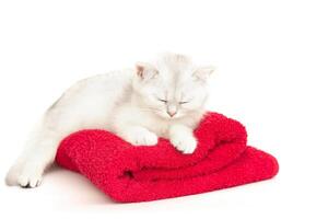 A cute white with gray kitten sleeping on a red towel on a white background photo