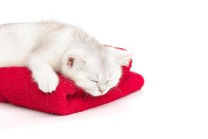 Close up cute white kitten sleeping on a red towel on a white background photo