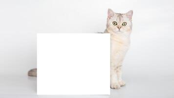 A beautiful white British cat stands behind a horizontal postcard with a place for your text, on a white background. photo