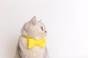 Profile a charming white cat in a yellow bow tie on a white background looks away. photo