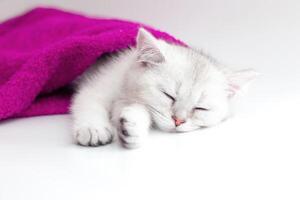 Cute white kitten sleeping in a violet towel on a white background photo