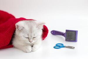 White cat sleeps on a white background with a sciccors and a comb photo