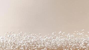 Minimalist cotton field against beige background photo