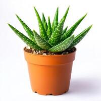 Aloe vera plant in brown pot on white background photo