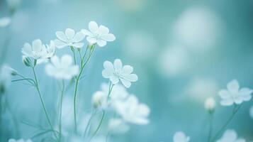 Tranquil white flowers blooming in soft light against a gentle blue background photo