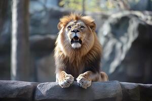 Majestic lion roaring on rock in natural habitat photo