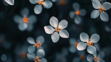 Close-up of delicate white flowers with orange centers in soft focus photo