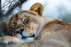Sleeping lioness resting peacefully in natural habitat photo