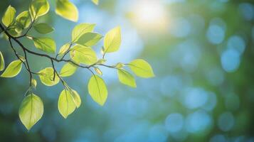 Sunlit green leaves against bokeh background in nature photo