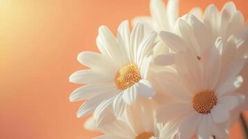 Close-up of white daisies against a warm orange background photo