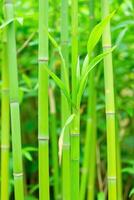 A group of vibrant green bamboo stalks standing tall, with visible segments and slightly darker nodes photo