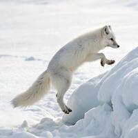 An Arctic fox leaping high into the air, paws tucked under its fluffy white coat, creating an elegant, cloud-like form on the white backdrop photo