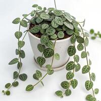 A String of Turtles plant with trailing vines of tiny, displayed in a small, round, matte white pot photo