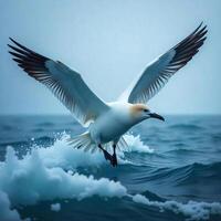 A white gannet with black tipped wings flying over the ocean with whitecaps, blue sky background photo
