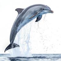 A bottlenose dolphin captured in mid-leap out of water, sleek and shiny, arching gracefully toward a white background photo