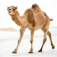 A Camel walking towards the camera, isolated on a clean white background photo