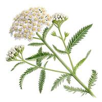 Top view of Yarrow, isolated on a white background photo