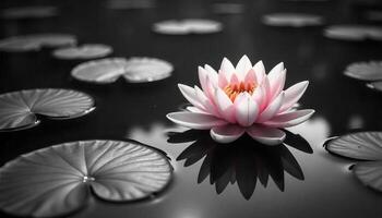 A pink lotus flower with yellow pistils, floating on a pond with lily pads, black and white background photo