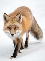A Fox walking towards the camera, isolated on an Empty white background photo