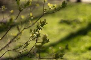 green buds on tree branches against a background of grass photo