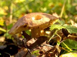 Forest mushroom close view background for different design purposes photo