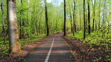 A paved path through a forest with trees and grass video