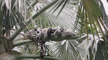 grupo de lémures descansando en palma árbol ramas video