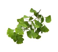Green fresh ginkgo leaves branch natural background, medicinal organic plant close up, clipping path cutout object, eco-friendly environment concept photo