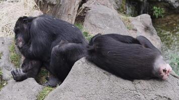 Chimpanzees resting on rocks in naturalistic enclosure in zoo video
