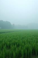 Misty Rice Field Dawn photo