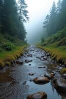 Foggy Forest Stream photo