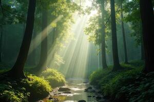 Sunlit Forest Path photo