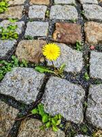 Dandelion growing between cobblestones symbolizing resilience and hope photo