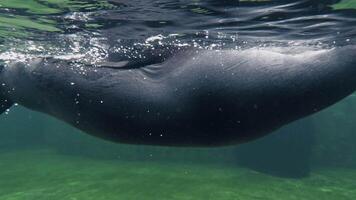 Seal Rotating And Swimming In The Water video