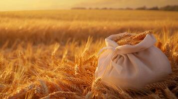 Golden wheat field with canvas bag full of ripe grain at sunset hour photo