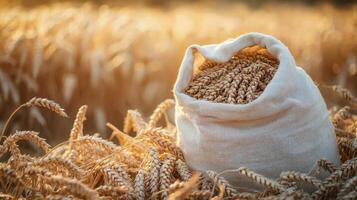 A bountiful sack of wheat grain amidst a field of ripe crops photo