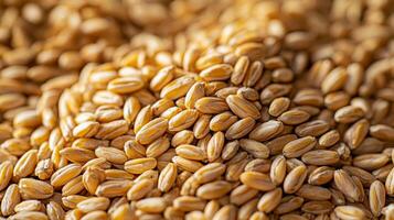 Harvested wheat kernels forming a textured golden background pattern photo