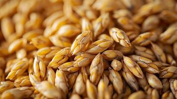 A macro shot of nutritious and raw spelt seeds surface photo